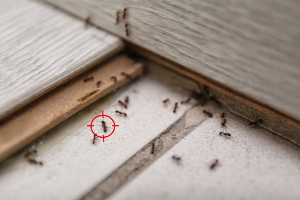 Best Insect Control  in South Russell, OH