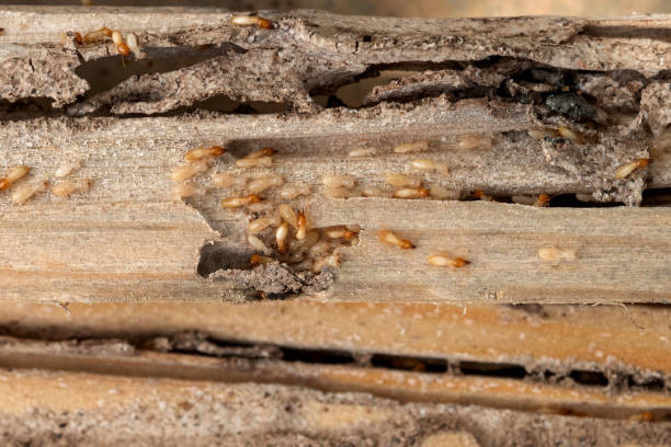 Best Best Pest Control Companies  in South Russell, OH